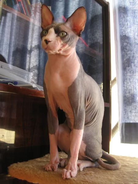 gattini canadian sphynx.. | Foto 0