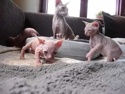 gattini canadian sphynx..