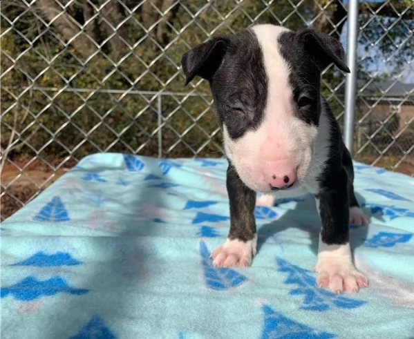 bull terrier