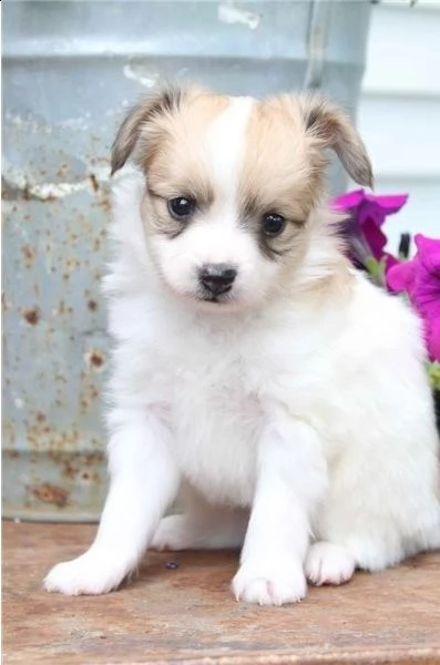 adorabili cuccioli di papillon messi in adozione