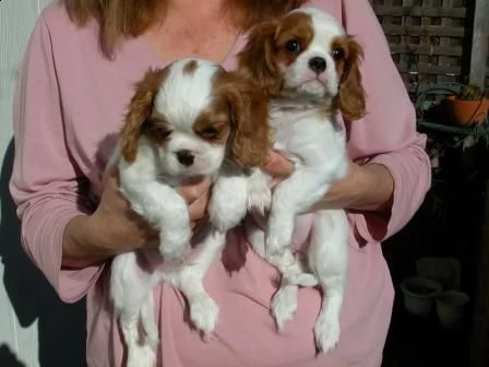 regalo cucciolo regalo cavalier king