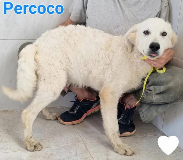 percoco cucciolo maschio simil maremmano, golden, labrador | Foto 4