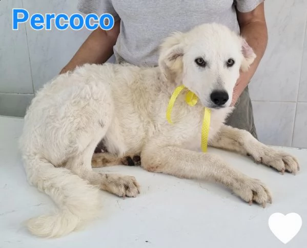 percoco cucciolo maschio simil maremmano, golden, labrador | Foto 1