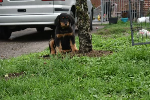 cuccioli di  hovawart pedigree enci