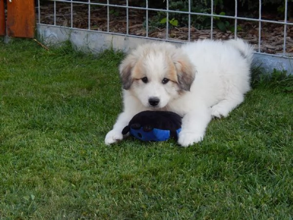 cuccioli montagna dei pirenei  | Foto 0