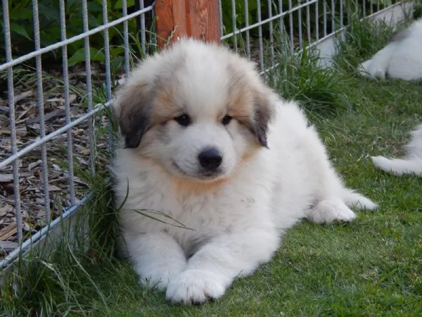 cuccioli montagna dei pirenei 