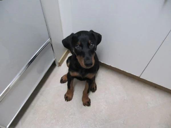 cuccioli di doberman con pedigree enci