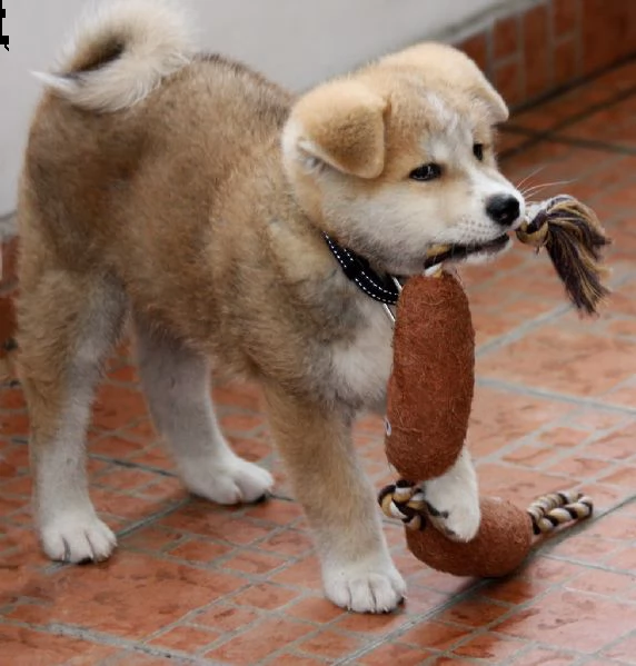 cuccioli di akita inu con pedigree enci