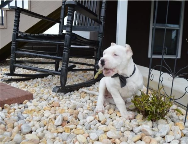 disponibili cuccioli di dogo argentino