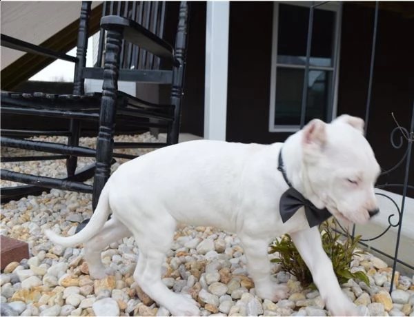 disponibili cuccioli di dogo argentino | Foto 2