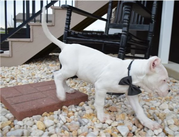 disponibili cuccioli di dogo argentino | Foto 1