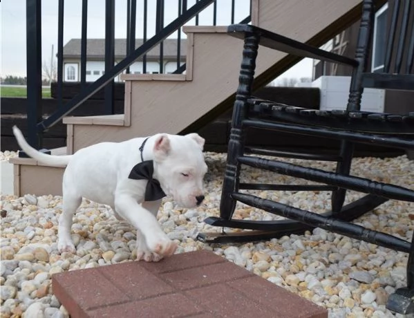 disponibili cuccioli di dogo argentino | Foto 0