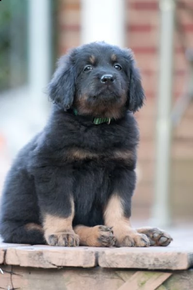 cuccioli di hovawart con pedigree  | Foto 0