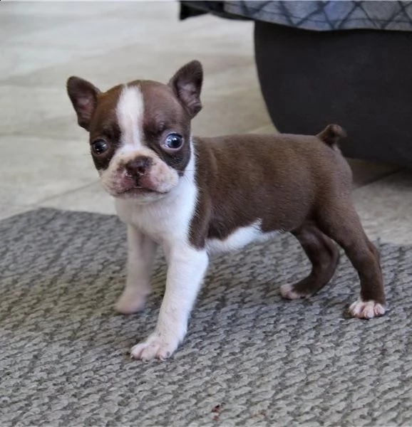 adorabili cuccioli di boston terrier predisposti per l'adozione