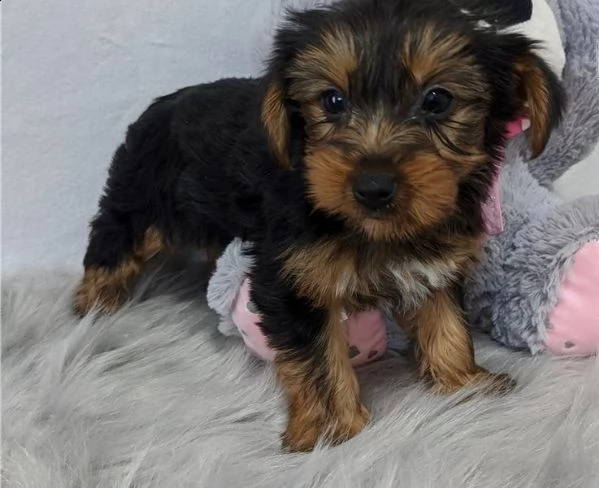 cuccioli di yorkshire terrier