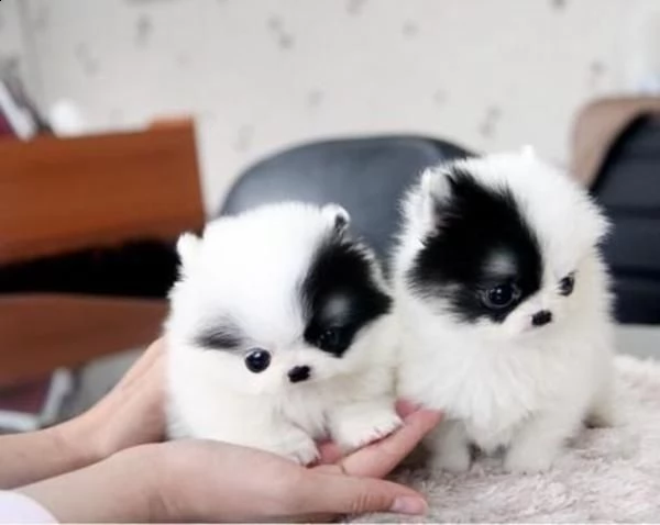 adorabili cuccioli di pomerania volpino femminucce