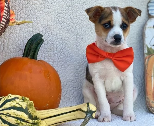 adorabili cuccioli di fox terrier messi in adozione