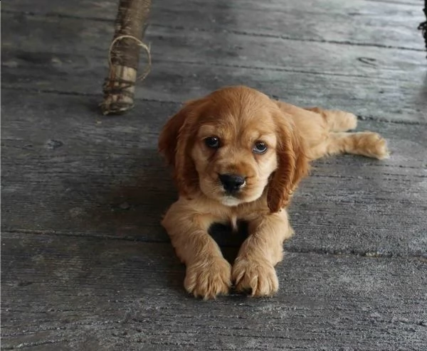 adorabili cuccioli di cocker spaniel pronti per l'adozione