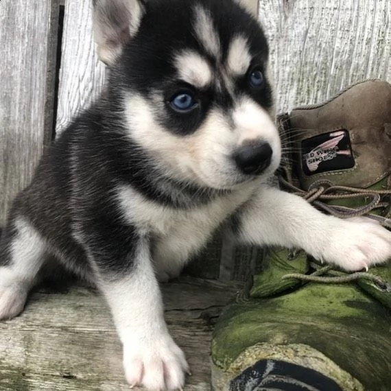 cuccioli di siberian husky