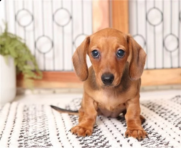  adorabili cuccioli di bassotto.