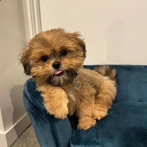  shih tzu   gli animali domestici hanno avuto una bellissima cucciolata di bellissimi cuccioli bianc