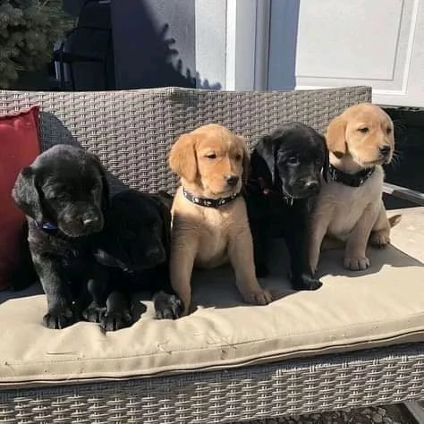 adorabili cuccioli di labrador