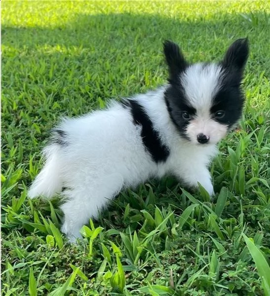 adorabili cuccioli di papillon messi in adozione