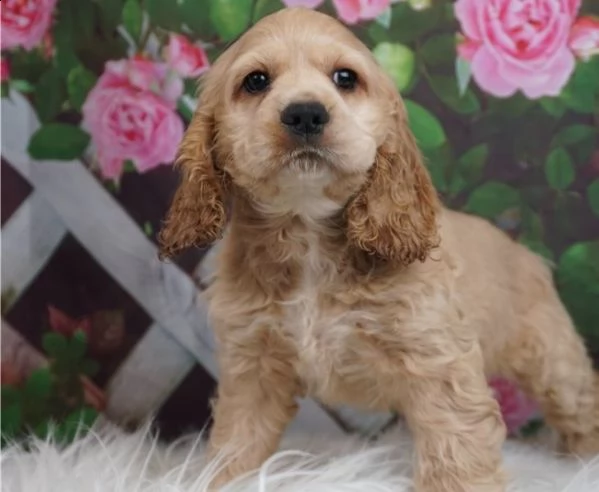 adorabili cuccioli di cocker spaniel pronti per l'adozione | Foto 0