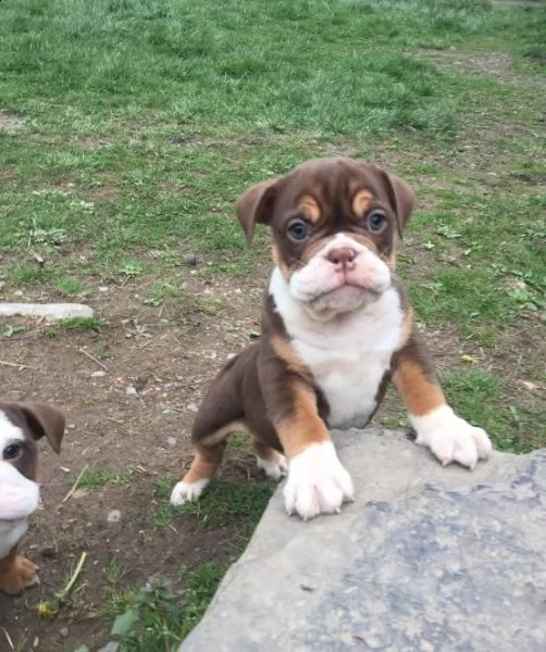  cuccioli inglese bulldog disponibili per adozione