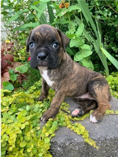 adorabili cuccioli di boxer  pronti per l'adozione