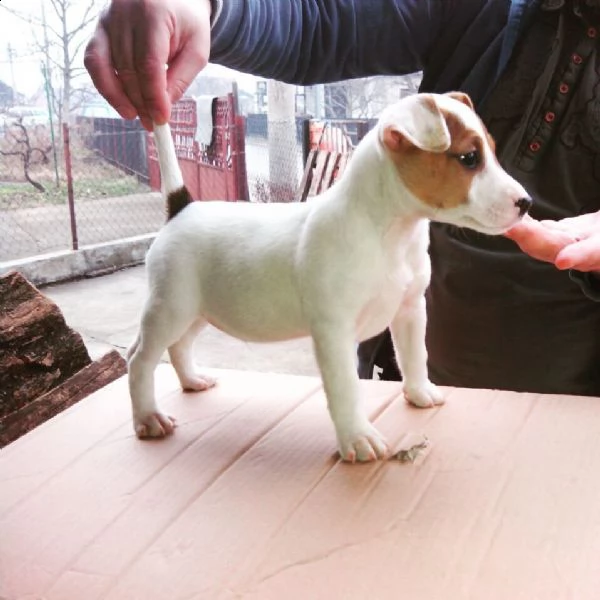 adorabili cuccioli di jack russell messi in adozione