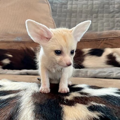 adorabili cuccioli di volpe fennec maschio e femmina disponibili in case approvate,