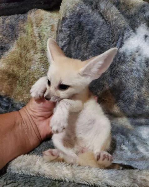 adorabili cuccioli di volpe fennec maschio e femmina disponibili in case approvate, | Foto 0