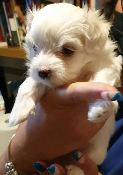 cucciolo di maltese mini toy