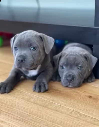 cuccioli di staffordshire bull terrier