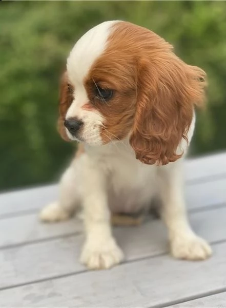  cuccioli di cavalier king  femminucce e maschietti per l'adozione gratuita