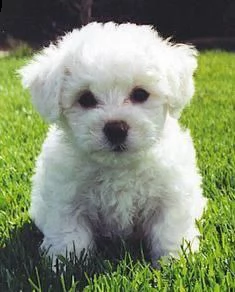  regalo allevamento bichon taglia mini toy