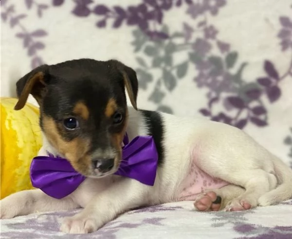 adorabili cuccioli di fox terrier messi in adozione