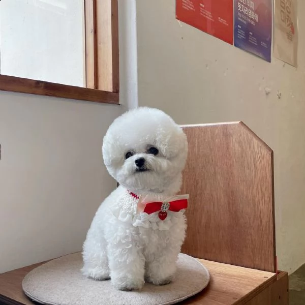 regalo bichon cuccioli meravigliosi ! 