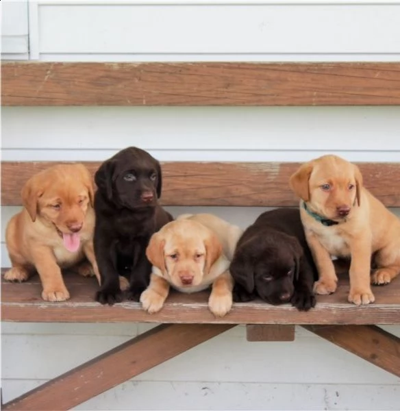  bellissimi cuccioli di golden retriever, femmine e maschi, 