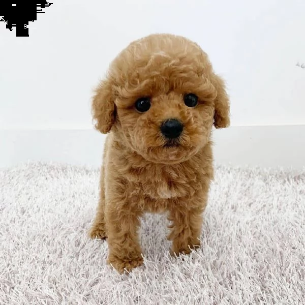 maltipoo abbiamo un'adorabile 