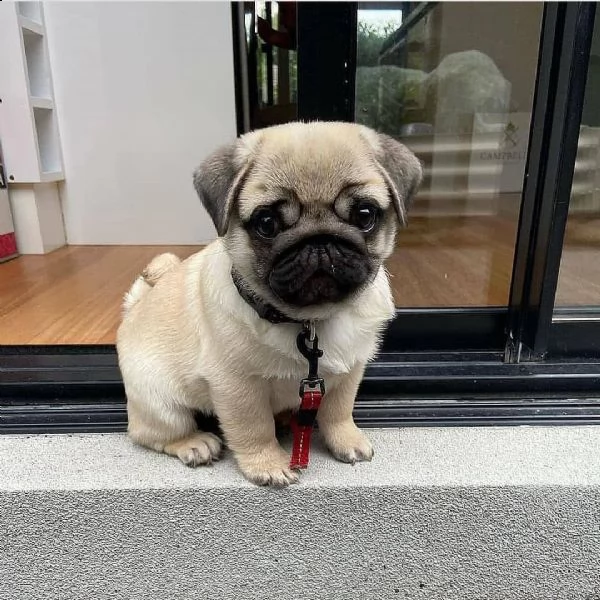 cuccioli di carlino maschio e femmina