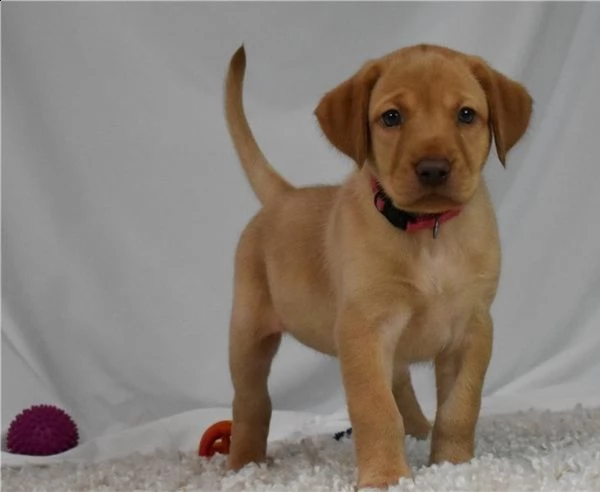   regalo labrador james cuccioli meravigliosi ! 