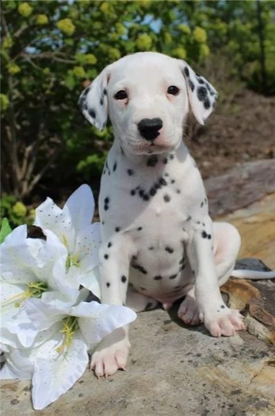 adorabili cuccioli di dalmata messi in adozione