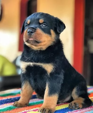 bellissimi cuccioli di rottweiler sia maschio che femmina, 