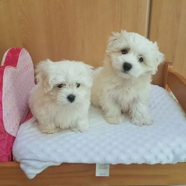 maltese toy bianco (maschio e femmina) | Foto 0