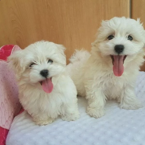 maltese toy bianco (maschio e femmina)