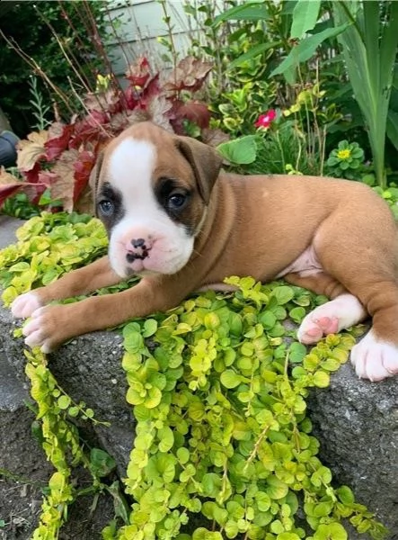 adorabili cuccioli di boxer  pronti per l'adozione