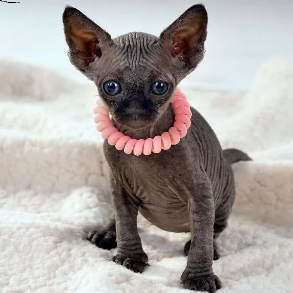 splendidi cucccioli pura razza canadian sphynx | Foto 0