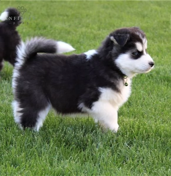 cuccioli di siberian husky